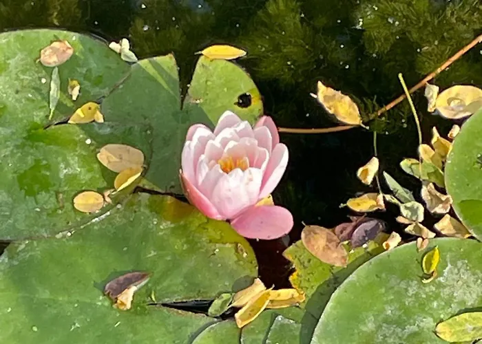 Csomopont Csaladi Vendeghaz Διαμέρισμα